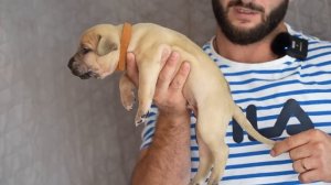 ЩЕНКИ ПИТБУЛЯ НА ПРОДАЖУ !!! Питомник Питбулей DRAGON LIFE. Щ