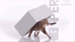 реклама корм perfect fit котёнка