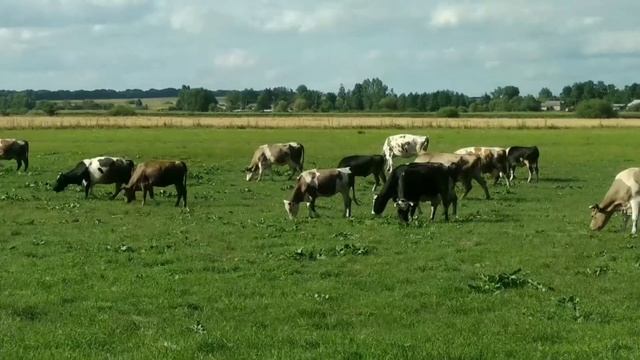 На лугу пасутся ко ... коровы ... Мууууу Пейте дети моло смотреть онлайн