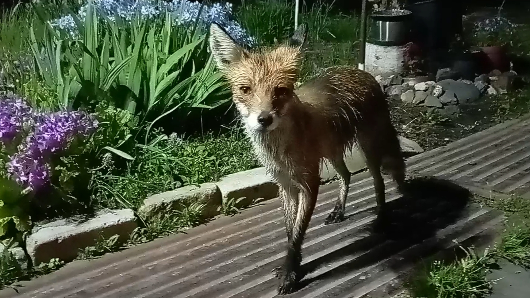 (1029) Лиса приходит в гости. Май 2025 смотреть онлайн