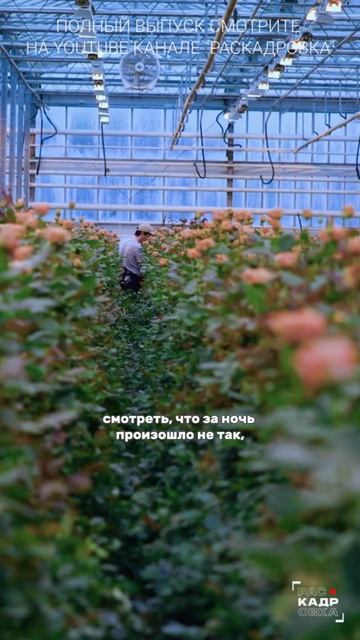 Как работают агрономы в теплице? Полный выпуск смотрите на канале "Раскадровка" смотреть онлайн