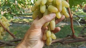 Виноград «Хилтон»-жёлтый пальчик. Тел,WhatsApp и Viber : 8-918-43-79