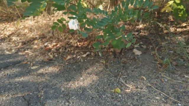 Видео Фейсбук Оксана Насырова: "ведьмы" в Николаеве смотреть онлайн