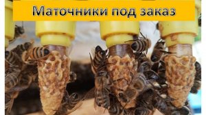 Маточники под заказ.