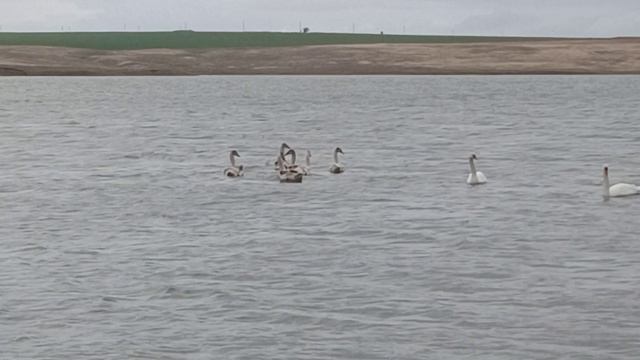 Swans 🦢 & Their Cygnets Swim On The Lake / Лебеди 🦢 и их дети лебедята ?