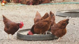 Любовь птицевода к Курочкам 🐥🐔🥚 Нежное видео 🐓 Версия (64)