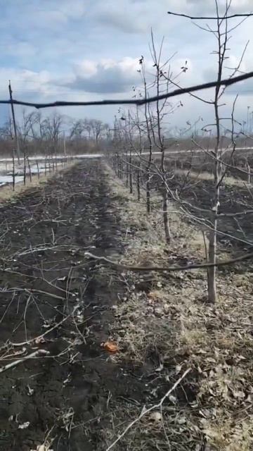 Обрезка сада смотреть онлайн