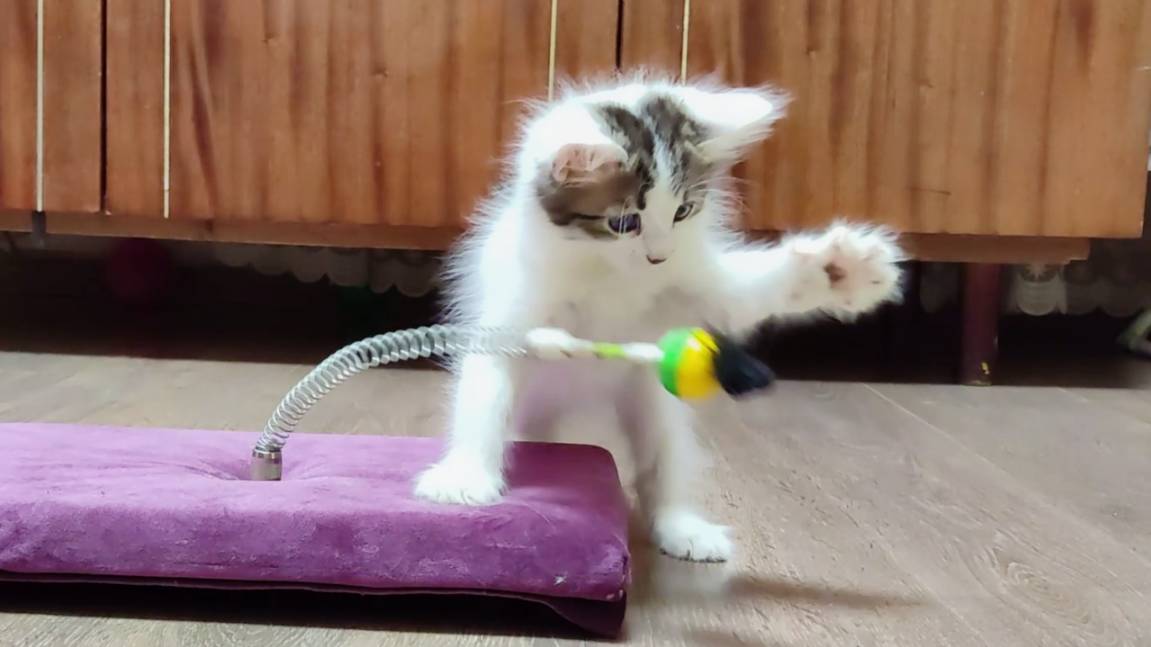 Игрушка для котят своими руками 1. Милые котята играют. смотреть онлайн