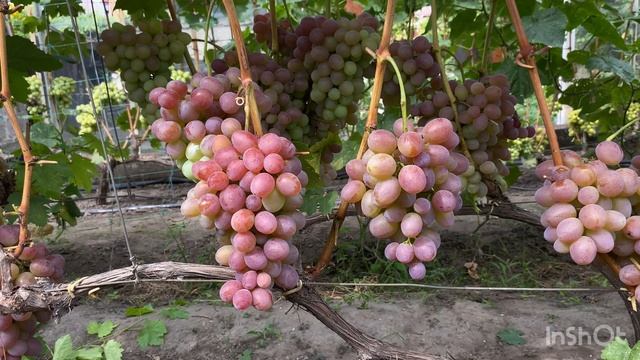 Виноград Эльдорадо неукрывной