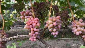 Виноград Эльдорадо неукрывной