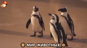 Животный мир планеты – красота и грация созданий Природы 🦁🦚🐵 Выпуск (69) 🐻🦉🦝