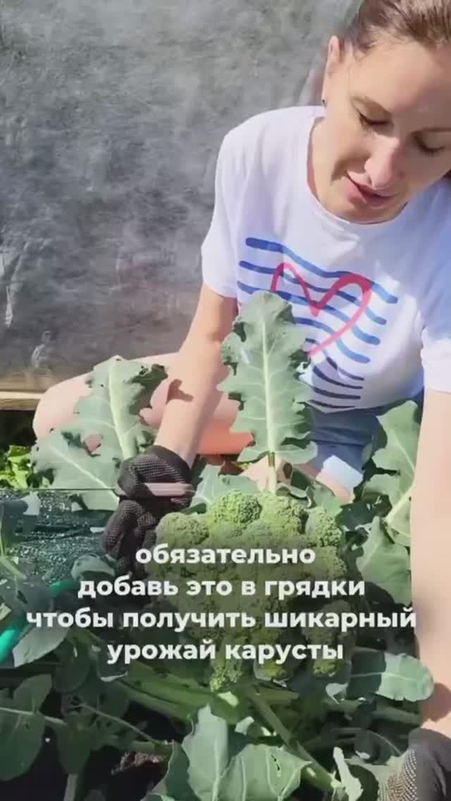 Как получить шикарный урожай капусты! смотреть онлайн