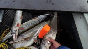 Река Чарыш, поклёвка щуки на Мандулу на Team Dubna Generation II