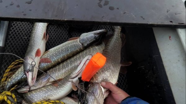 Река Чарыш, поклёвка щуки на Мандулу на Team Dubna Generation II