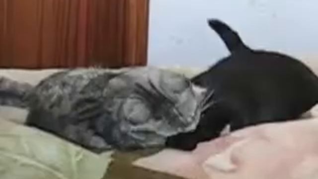 Любов по принуждению.