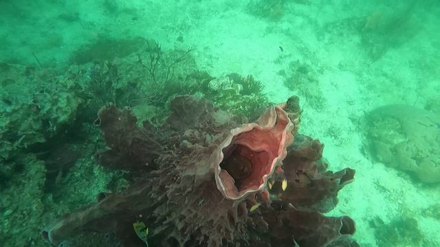 Филиппины. Кувшин с муреной