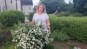 Спирея Вангутта-как и когда обрЕзать?