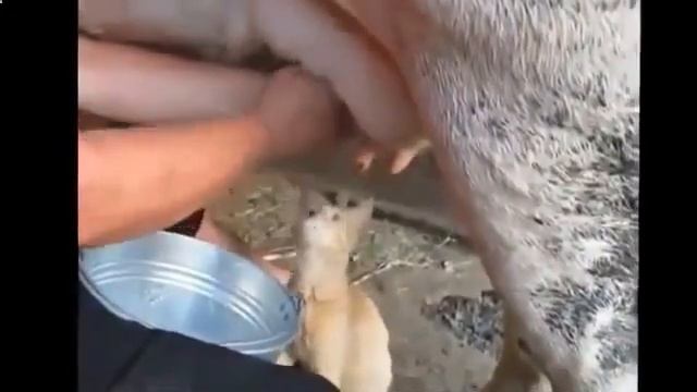 Нам хлеба не надо молока подавай