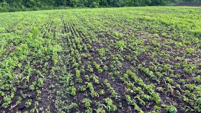 😱КАЛЮЖІ на полях СОЇ❗️Нова ВАГОВА майже готова👍 смотреть онлайн