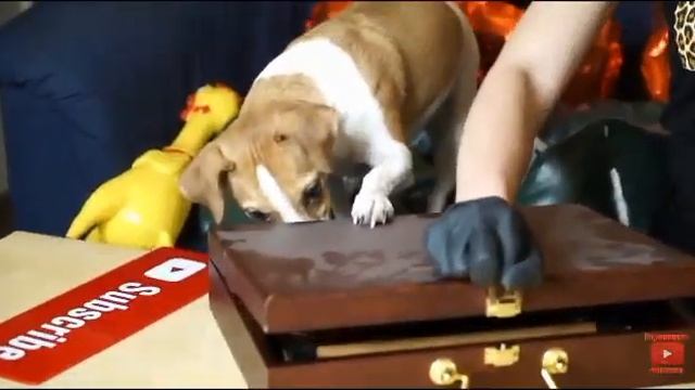 Элли Ди исследует Чердак. Обзор на вещи американца | ElliDi Fans