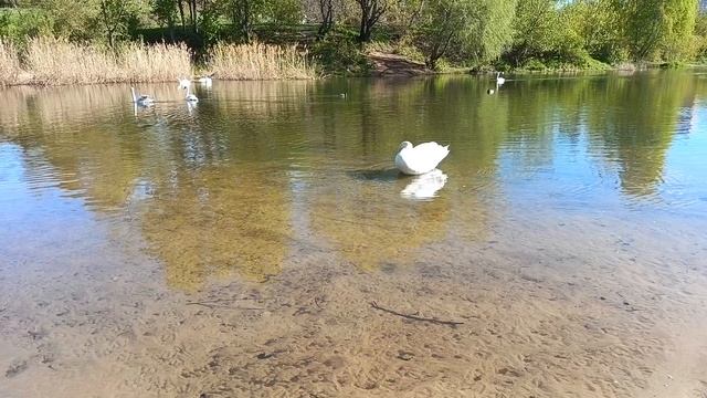 HONOR 400 Lite смотреть онлайн