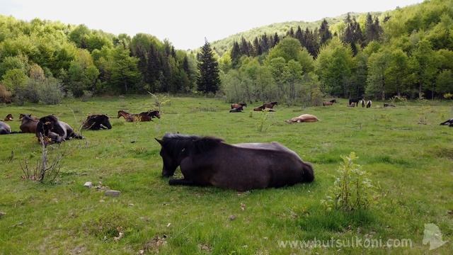 Табун коней відпочиває, розслабляюча музика 4K
