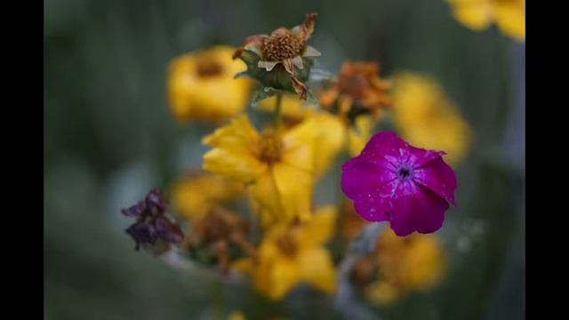 Screencast Копия  Carl Zeiss Jena Tessar 2.8/50
