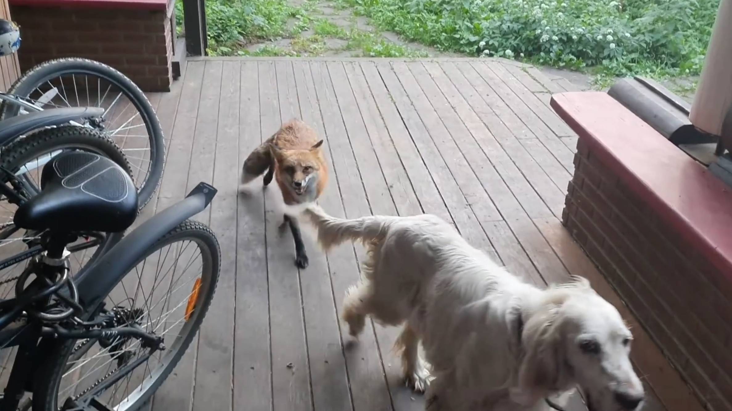 Лиса-Алиса. Купание лисы в купели смотреть онлайн