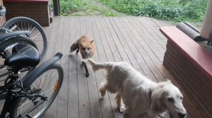 Лиса-Алиса. Купание лисы в купели