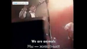 Nazareth -  Animals (Перевод песни на русский язык)