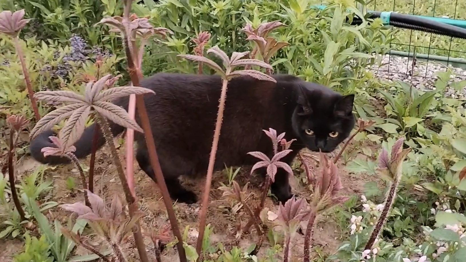 Красота весенних цветов. Сажаем морковь, капусту. Занимаемся малиной. смотреть онлайн