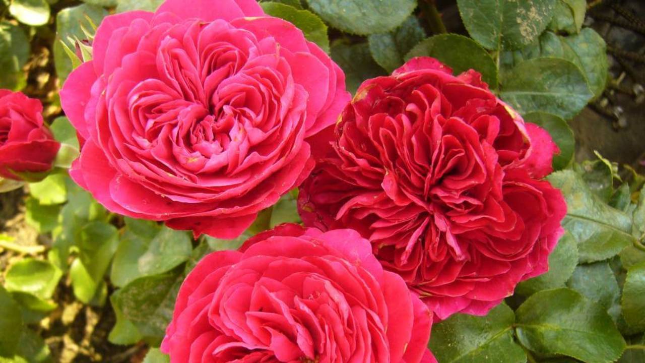 Роза Ред Леонардо да Винчи и другие сорта роз. смотреть онлайн