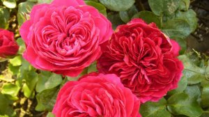 Роза Ред Леонардо да Винчи и другие сорта роз.