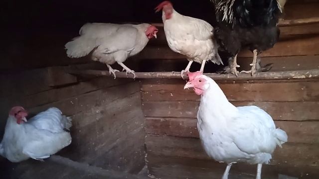 Курица с цыплятами переехали в курник, а заводские бел