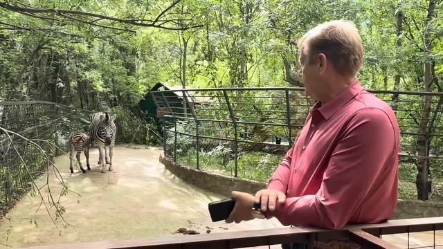 Это УДИВИТЕЛЬНО! Олег Зубков просто перепрыгнул через забор и пошел к родившей только что зебре! смотреть онлайн