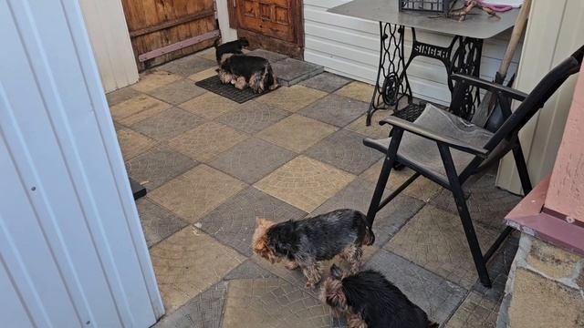 Наши щенки Йорка, на прогулке) смотреть онлайн