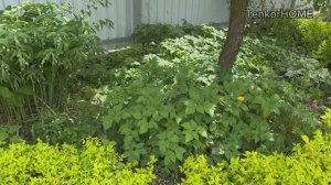 Как избавиться от сныти навсегда!