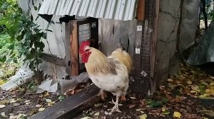 Автоматическая дверь для курятника своими руками