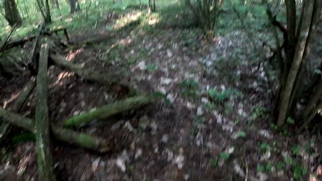 Прогулки за грибами | Заодно проверяю плохой аккумуля? смотреть онлайн