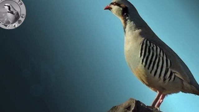 Голос Куропатка | Partridge Voice | Partridge Hunting | Кеклик Запис