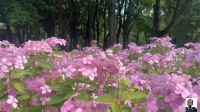 свободная жизнь от "носков". смотреть онлайн