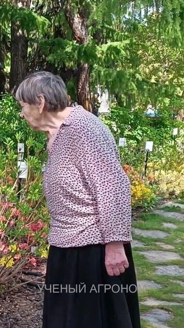 Сад рододентронов