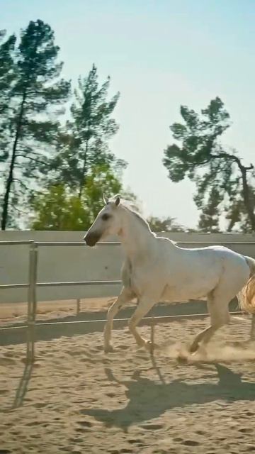 Белый Конь | Подпишись! #shorts #конь #животные смотреть онлайн