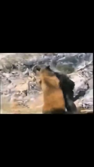 Кто победит Йети или Медведь? #юмор #zloered #снежныйчеловек