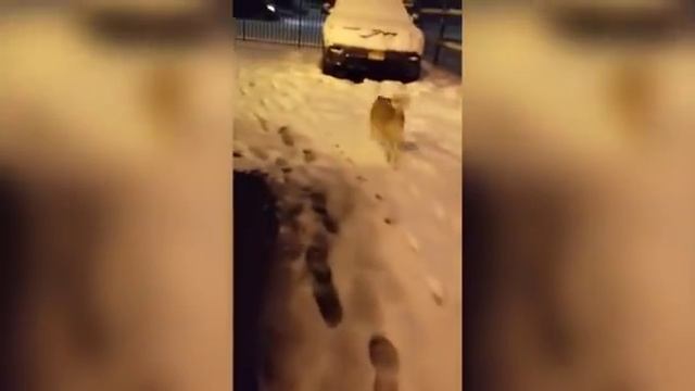 Омский пёс Лешик радуется снегу в Нью-Йорке смотреть онлайн