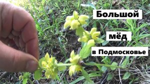 Откуда так много весеннего мёда в Подмосковье ?