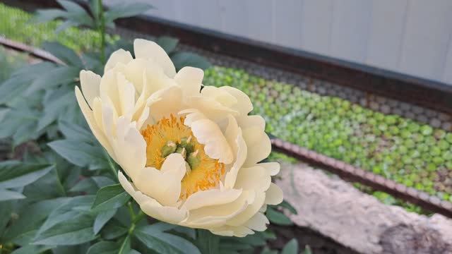 Сад ,огород,посадки и уход. смотреть онлайн