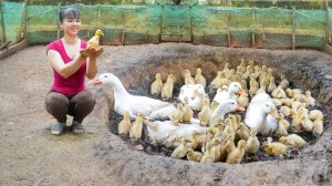 Неугомонная Пхуонг. Строит большое гнездо, чтобы они высиживали яйца. 100 утят вылупятся из яиц.