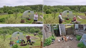 СДЕЛАЛА КЛУМБУ ПОД ГОРТЕНЗИЮ И НАВЕДАЛАСЬ К КУРОЧКАМ, СКОЛЬКО ЯИЦ НАНЕСЛИ.