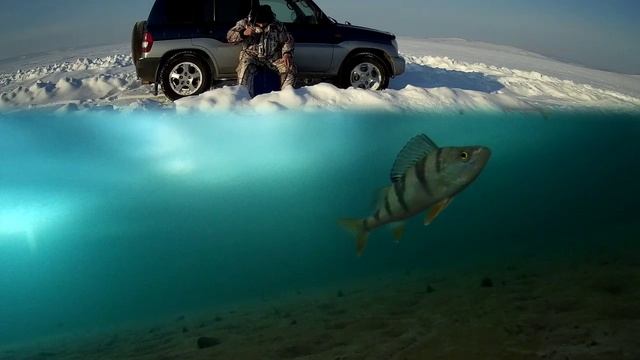 Заставить окуня взять мормышку. смотреть онлайн
